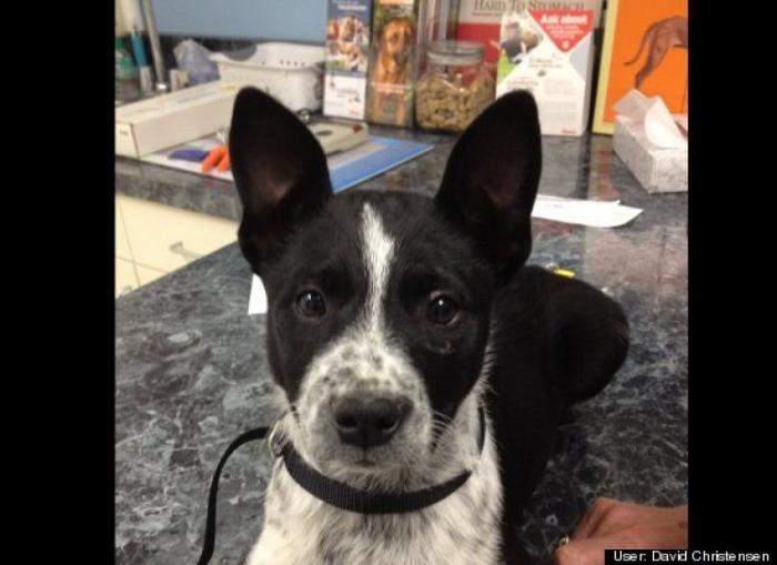 ¿Qué hacen un tigre o un león si les dejas una caja de cartón? El mejor vídeo de bichinos de la semana (VÍDEO)