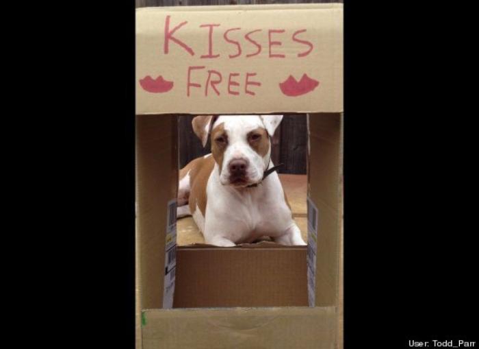 ¿Qué hacen un tigre o un león si les dejas una caja de cartón? El mejor vídeo de bichinos de la semana (VÍDEO)