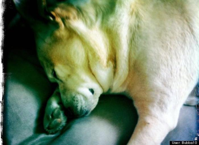 ¿Qué hacen un tigre o un león si les dejas una caja de cartón? El mejor vídeo de bichinos de la semana (VÍDEO)