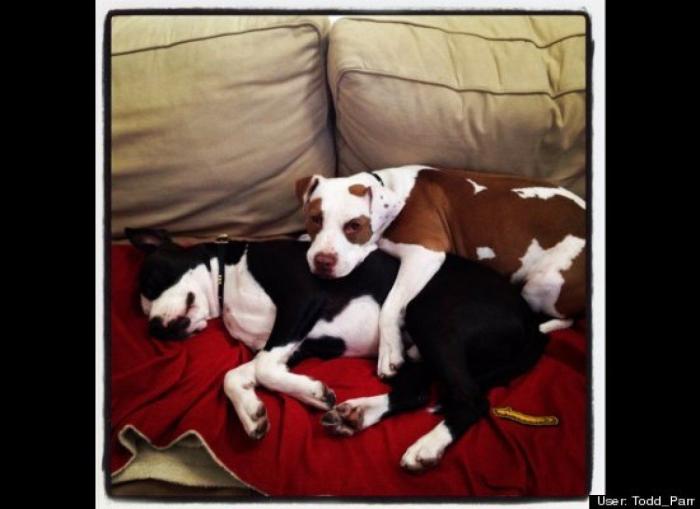 ¿Qué hacen un tigre o un león si les dejas una caja de cartón? El mejor vídeo de bichinos de la semana (VÍDEO)