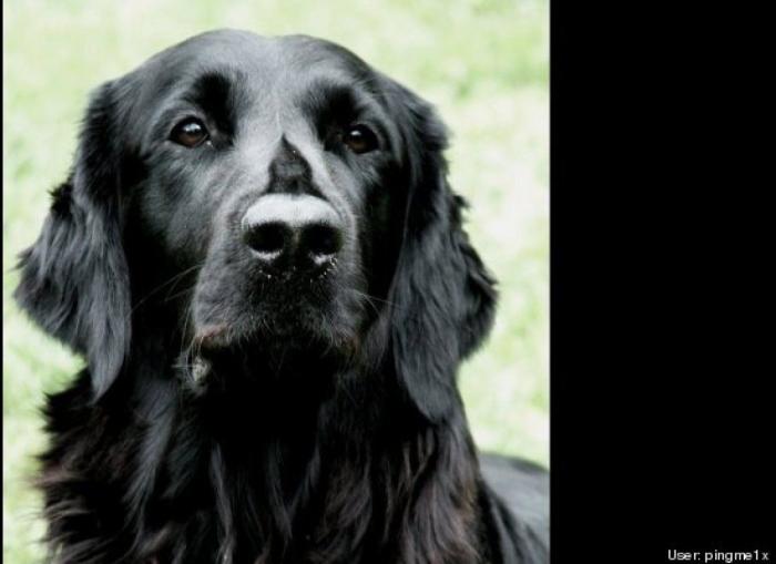 ¿Qué hacen un tigre o un león si les dejas una caja de cartón? El mejor vídeo de bichinos de la semana (VÍDEO)