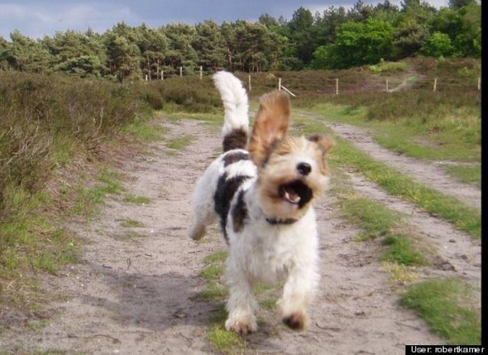 ¿Qué hacen un tigre o un león si les dejas una caja de cartón? El mejor vídeo de bichinos de la semana (VÍDEO)