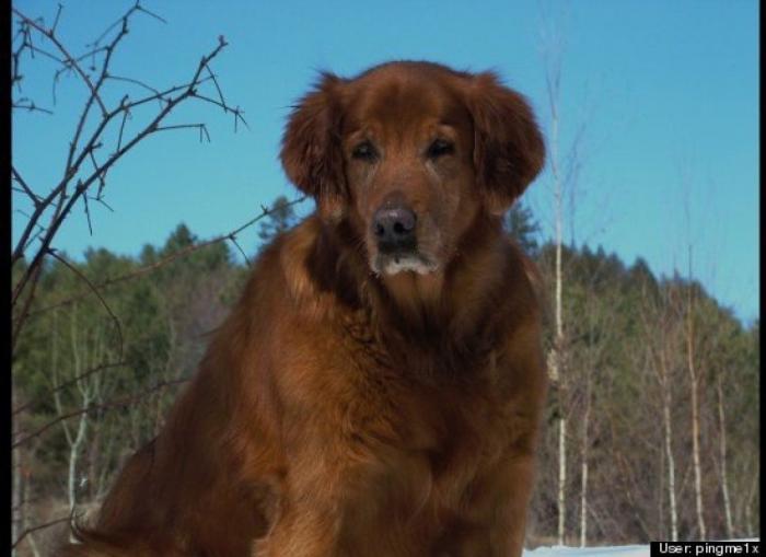 ¿Qué hacen un tigre o un león si les dejas una caja de cartón? El mejor vídeo de bichinos de la semana (VÍDEO)