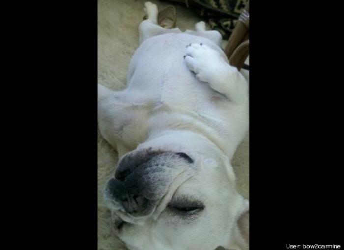 ¿Qué hacen un tigre o un león si les dejas una caja de cartón? El mejor vídeo de bichinos de la semana (VÍDEO)