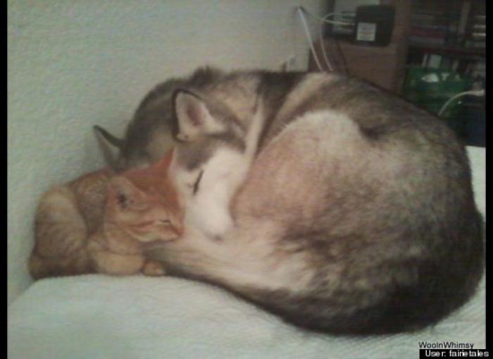 ¿Qué hacen un tigre o un león si les dejas una caja de cartón? El mejor vídeo de bichinos de la semana (VÍDEO)