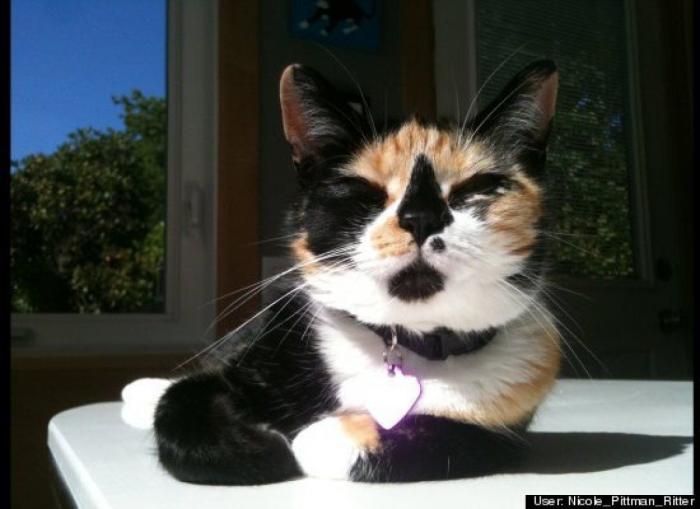 ¿Qué hacen un tigre o un león si les dejas una caja de cartón? El mejor vídeo de bichinos de la semana (VÍDEO)