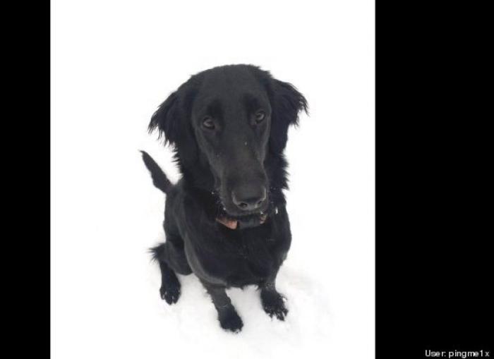 ¿Qué hacen un tigre o un león si les dejas una caja de cartón? El mejor vídeo de bichinos de la semana (VÍDEO)