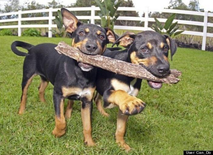 ¿Qué hacen un tigre o un león si les dejas una caja de cartón? El mejor vídeo de bichinos de la semana (VÍDEO)