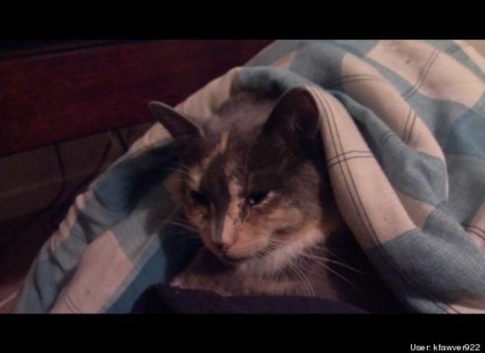 ¿Qué hacen un tigre o un león si les dejas una caja de cartón? El mejor vídeo de bichinos de la semana (VÍDEO)