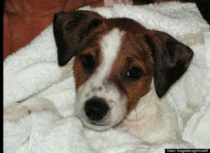 ¿Qué hacen un tigre o un león si les dejas una caja de cartón? El mejor vídeo de bichinos de la semana (VÍDEO)