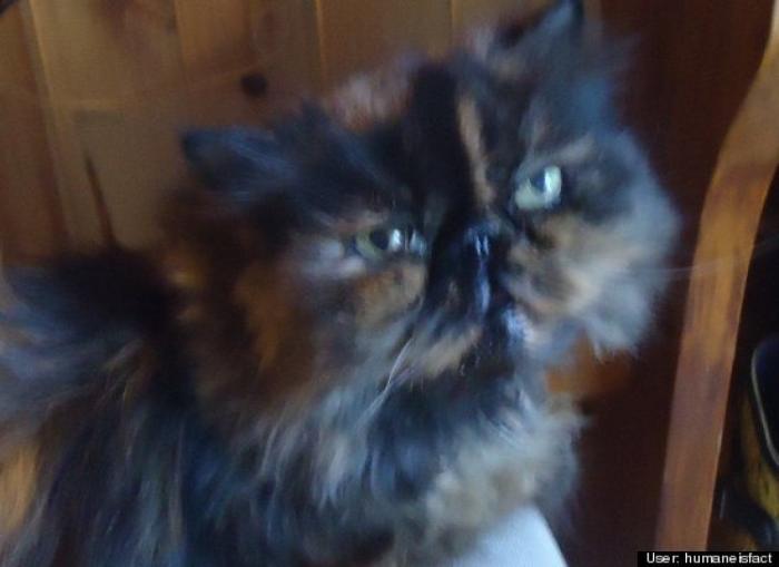 ¿Qué hacen un tigre o un león si les dejas una caja de cartón? El mejor vídeo de bichinos de la semana (VÍDEO)