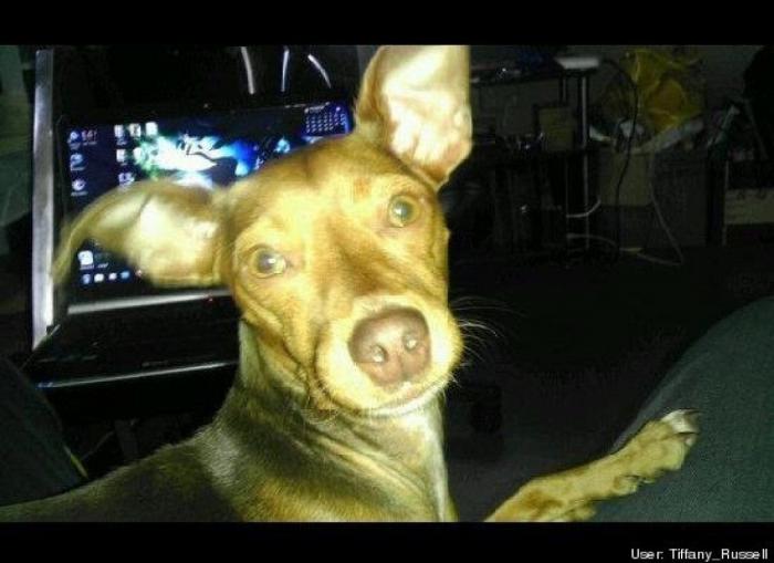 ¿Qué hacen un tigre o un león si les dejas una caja de cartón? El mejor vídeo de bichinos de la semana (VÍDEO)