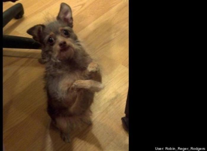 ¿Qué hacen un tigre o un león si les dejas una caja de cartón? El mejor vídeo de bichinos de la semana (VÍDEO)