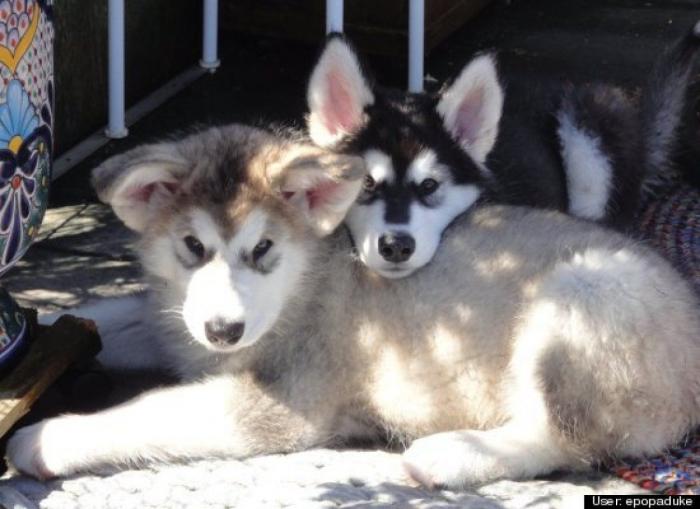 ¿Qué hacen un tigre o un león si les dejas una caja de cartón? El mejor vídeo de bichinos de la semana (VÍDEO)