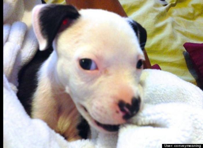 ¿Qué hacen un tigre o un león si les dejas una caja de cartón? El mejor vídeo de bichinos de la semana (VÍDEO)