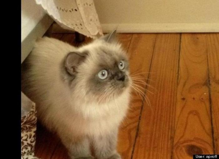 ¿Qué hacen un tigre o un león si les dejas una caja de cartón? El mejor vídeo de bichinos de la semana (VÍDEO)