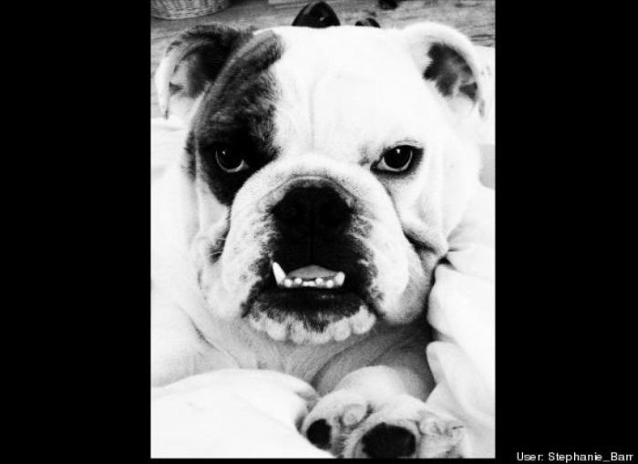 ¿Qué hacen un tigre o un león si les dejas una caja de cartón? El mejor vídeo de bichinos de la semana (VÍDEO)