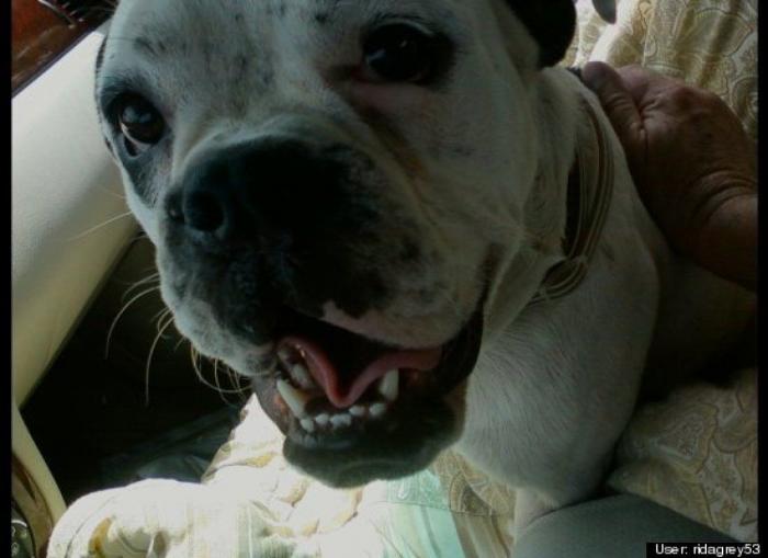 ¿Qué hacen un tigre o un león si les dejas una caja de cartón? El mejor vídeo de bichinos de la semana (VÍDEO)