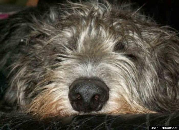 ¿Qué hacen un tigre o un león si les dejas una caja de cartón? El mejor vídeo de bichinos de la semana (VÍDEO)