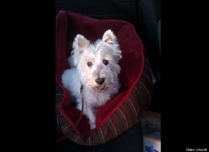 ¿Qué hacen un tigre o un león si les dejas una caja de cartón? El mejor vídeo de bichinos de la semana (VÍDEO)