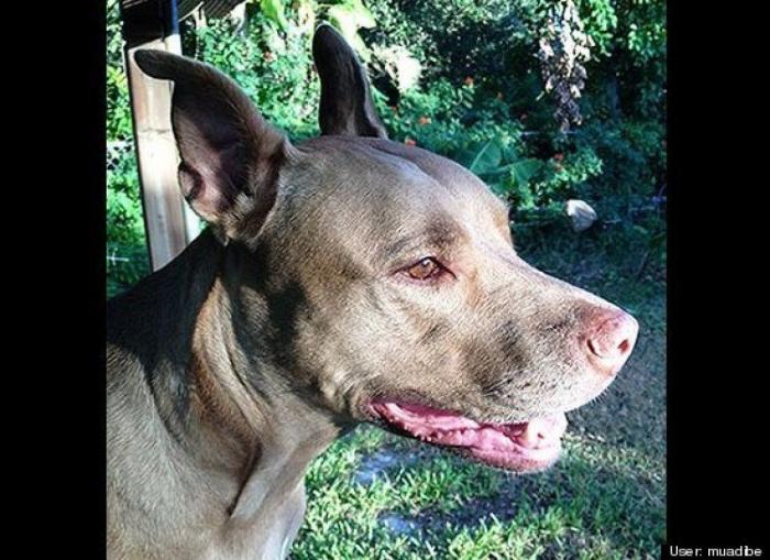 ¿Qué hacen un tigre o un león si les dejas una caja de cartón? El mejor vídeo de bichinos de la semana (VÍDEO)