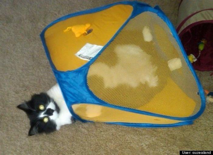 ¿Qué hacen un tigre o un león si les dejas una caja de cartón? El mejor vídeo de bichinos de la semana (VÍDEO)