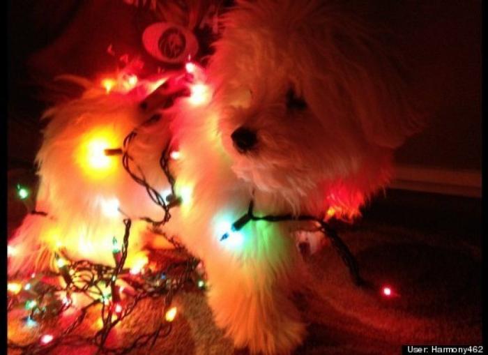 ¿Qué hacen un tigre o un león si les dejas una caja de cartón? El mejor vídeo de bichinos de la semana (VÍDEO)