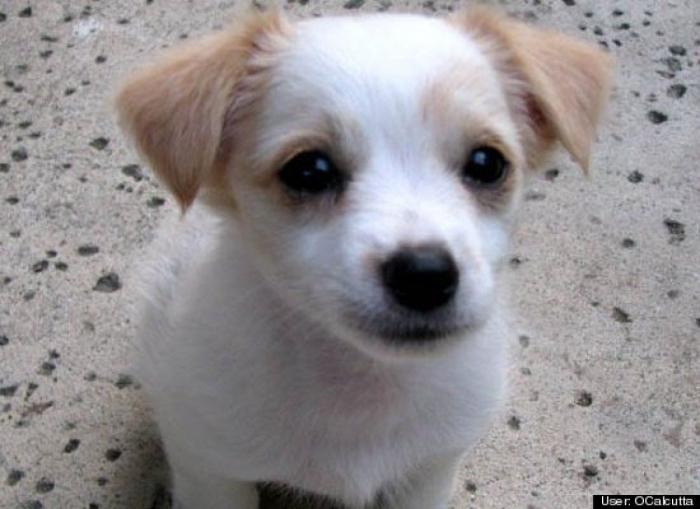 ¿Qué hacen un tigre o un león si les dejas una caja de cartón? El mejor vídeo de bichinos de la semana (VÍDEO)