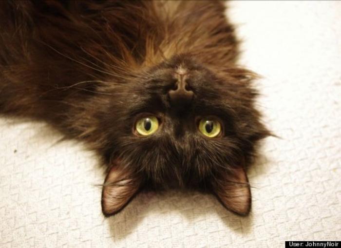 ¿Qué hacen un tigre o un león si les dejas una caja de cartón? El mejor vídeo de bichinos de la semana (VÍDEO)