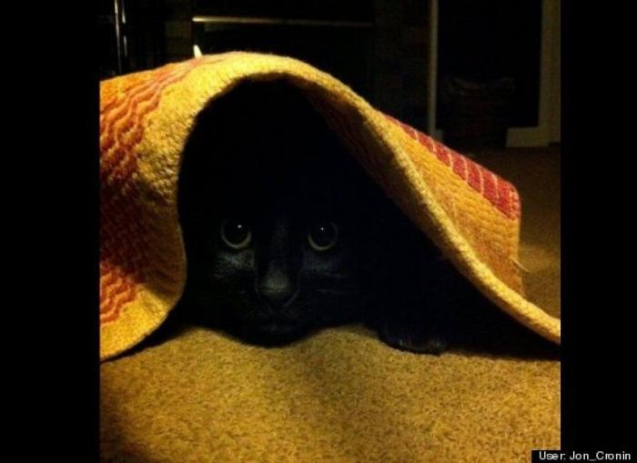 ¿Qué hacen un tigre o un león si les dejas una caja de cartón? El mejor vídeo de bichinos de la semana (VÍDEO)