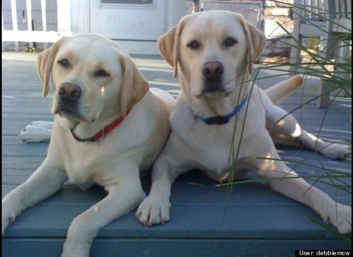 ¿Qué hacen un tigre o un león si les dejas una caja de cartón? El mejor vídeo de bichinos de la semana (VÍDEO)