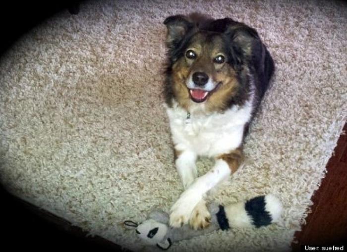 ¿Qué hacen un tigre o un león si les dejas una caja de cartón? El mejor vídeo de bichinos de la semana (VÍDEO)