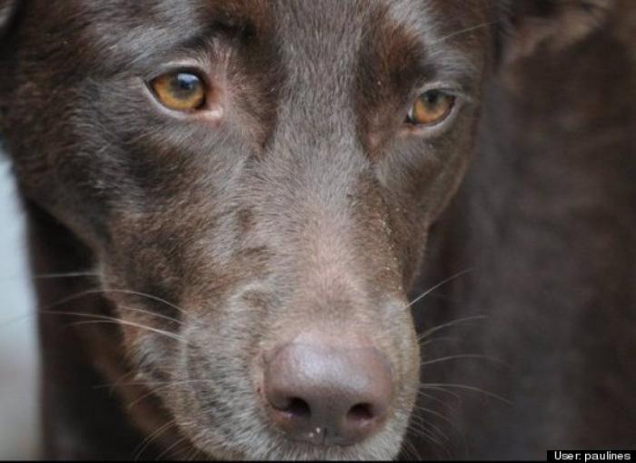 ¿Qué hacen un tigre o un león si les dejas una caja de cartón? El mejor vídeo de bichinos de la semana (VÍDEO)