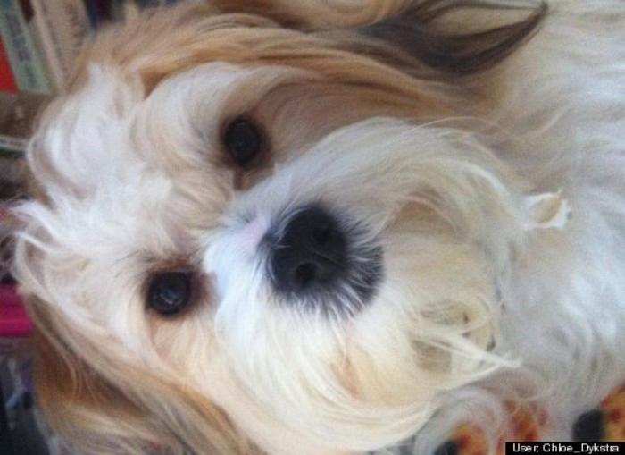 ¿Qué hacen un tigre o un león si les dejas una caja de cartón? El mejor vídeo de bichinos de la semana (VÍDEO)