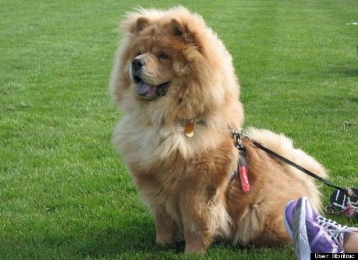 ¿Qué hacen un tigre o un león si les dejas una caja de cartón? El mejor vídeo de bichinos de la semana (VÍDEO)