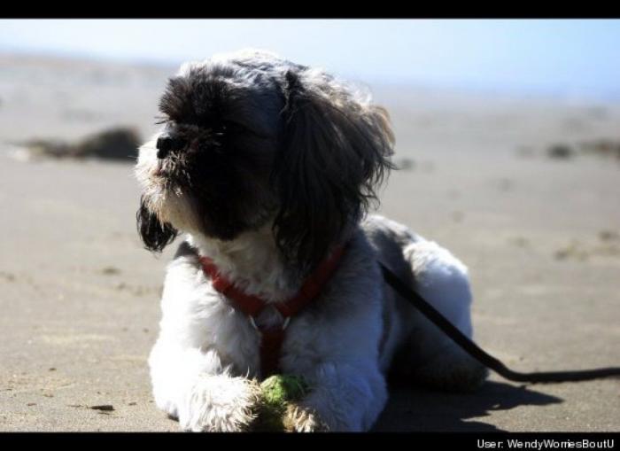 ¿Qué hacen un tigre o un león si les dejas una caja de cartón? El mejor vídeo de bichinos de la semana (VÍDEO)