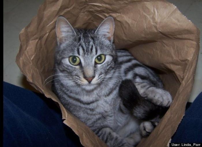 ¿Qué hacen un tigre o un león si les dejas una caja de cartón? El mejor vídeo de bichinos de la semana (VÍDEO)