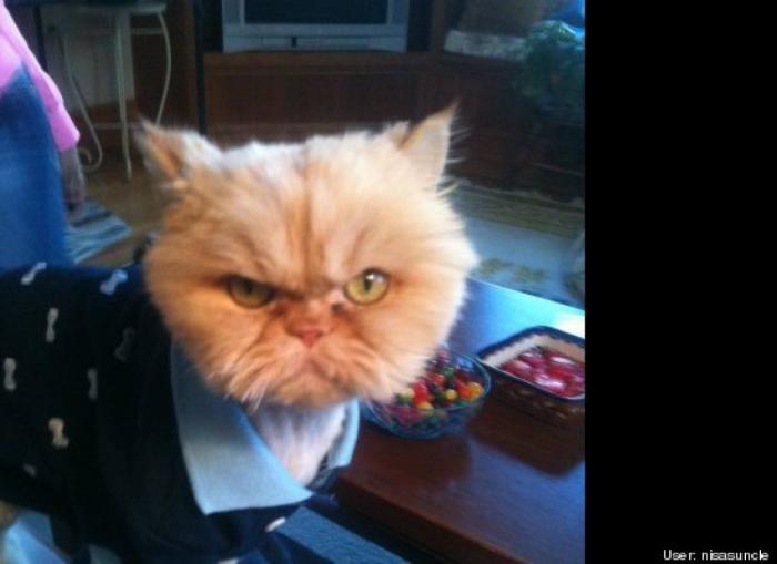 ¿Qué hacen un tigre o un león si les dejas una caja de cartón? El mejor vídeo de bichinos de la semana (VÍDEO)