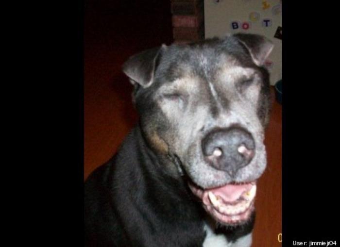 ¿Qué hacen un tigre o un león si les dejas una caja de cartón? El mejor vídeo de bichinos de la semana (VÍDEO)