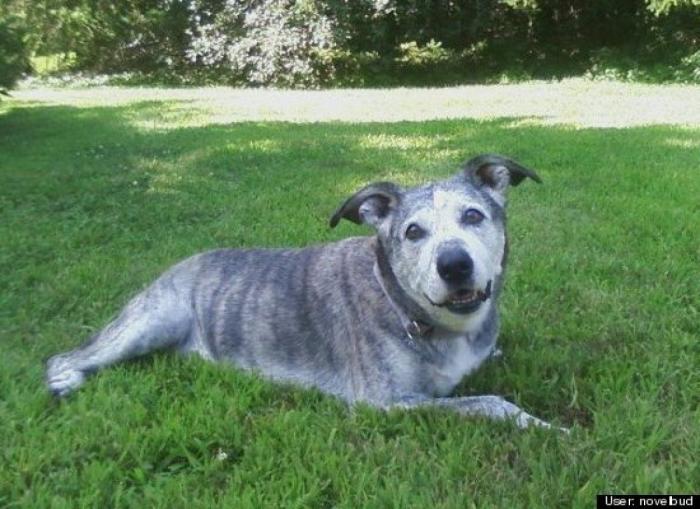¿Qué hacen un tigre o un león si les dejas una caja de cartón? El mejor vídeo de bichinos de la semana (VÍDEO)