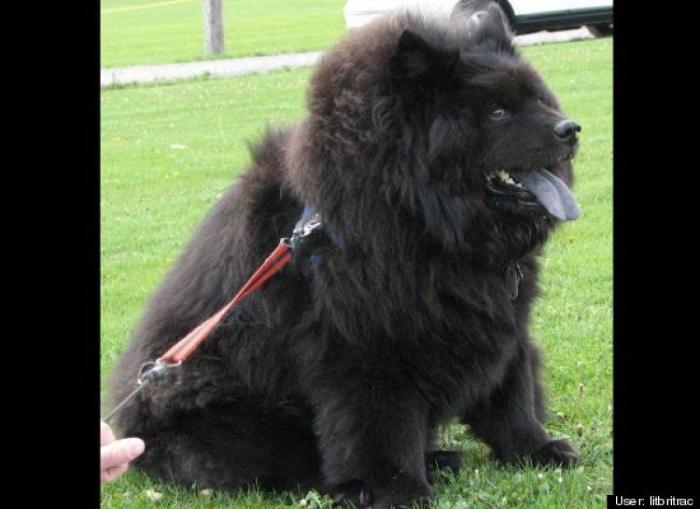 ¿Qué hacen un tigre o un león si les dejas una caja de cartón? El mejor vídeo de bichinos de la semana (VÍDEO)