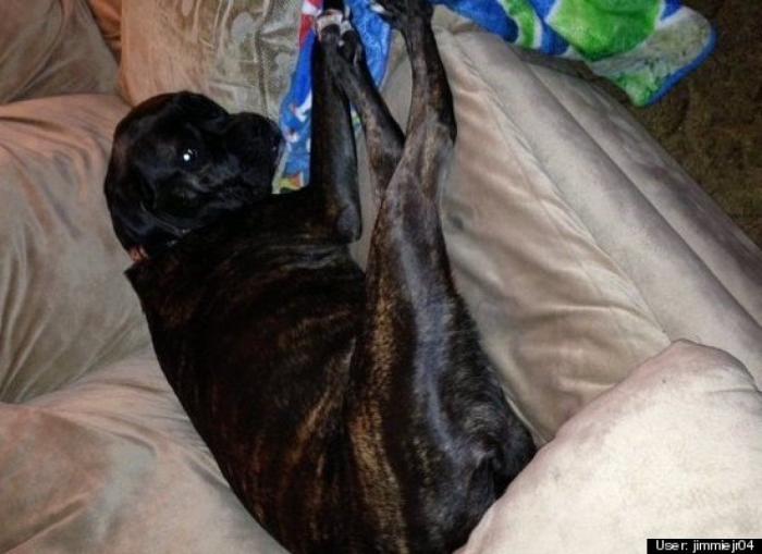 ¿Qué hacen un tigre o un león si les dejas una caja de cartón? El mejor vídeo de bichinos de la semana (VÍDEO)