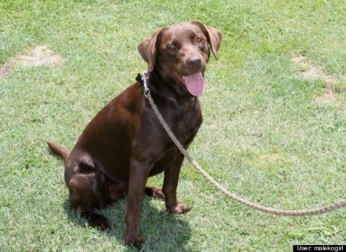 ¿Qué hacen un tigre o un león si les dejas una caja de cartón? El mejor vídeo de bichinos de la semana (VÍDEO)