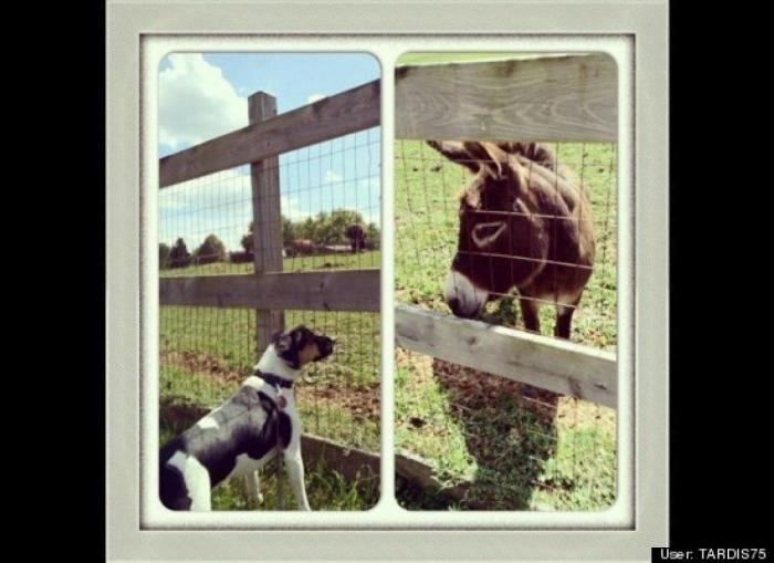 ¿Qué hacen un tigre o un león si les dejas una caja de cartón? El mejor vídeo de bichinos de la semana (VÍDEO)