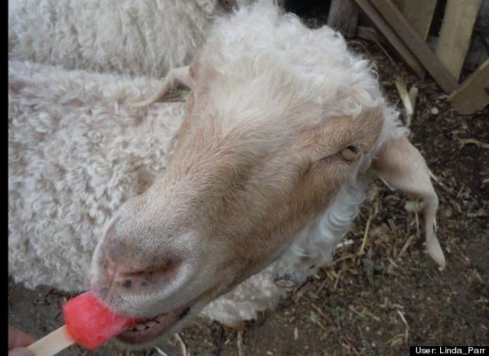 ¿Qué hacen un tigre o un león si les dejas una caja de cartón? El mejor vídeo de bichinos de la semana (VÍDEO)