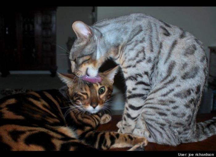 ¿Qué hacen un tigre o un león si les dejas una caja de cartón? El mejor vídeo de bichinos de la semana (VÍDEO)