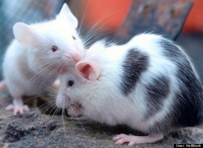 ¿Qué hacen un tigre o un león si les dejas una caja de cartón? El mejor vídeo de bichinos de la semana (VÍDEO)