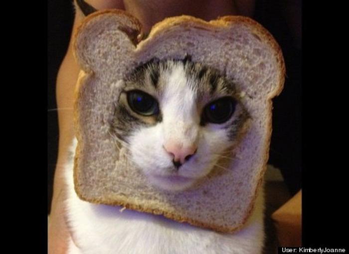 ¿Qué hacen un tigre o un león si les dejas una caja de cartón? El mejor vídeo de bichinos de la semana (VÍDEO)