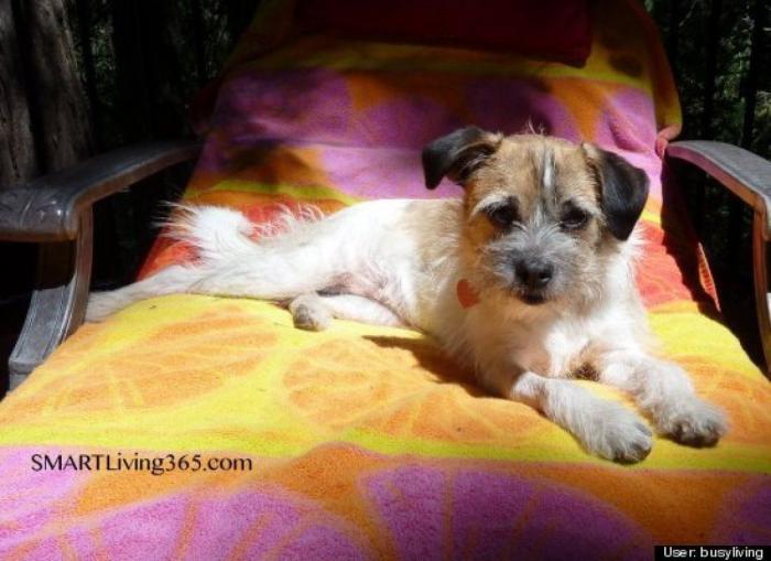 ¿Qué hacen un tigre o un león si les dejas una caja de cartón? El mejor vídeo de bichinos de la semana (VÍDEO)