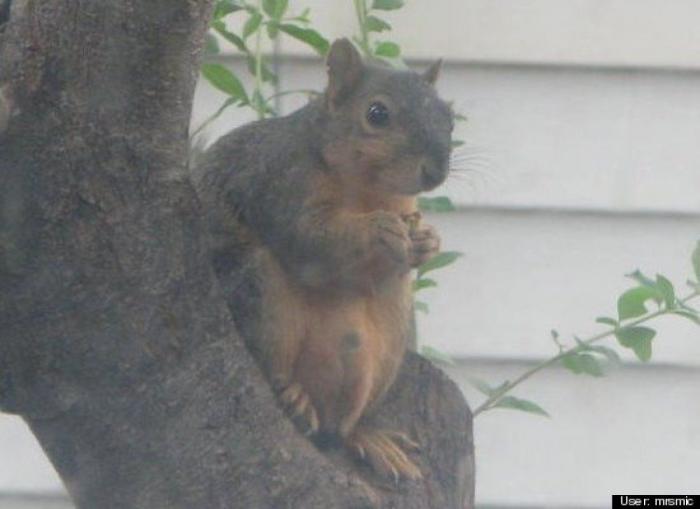 ¿Qué hacen un tigre o un león si les dejas una caja de cartón? El mejor vídeo de bichinos de la semana (VÍDEO)